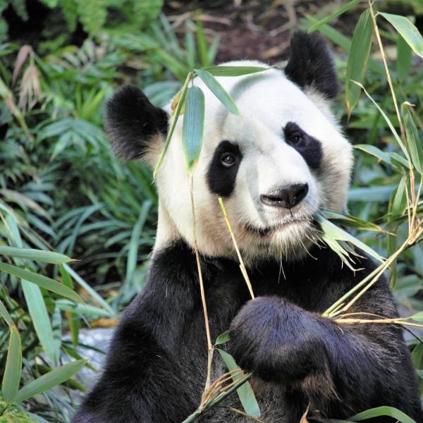 Ciotola in bambù Wild and Stone- You are my sunshine